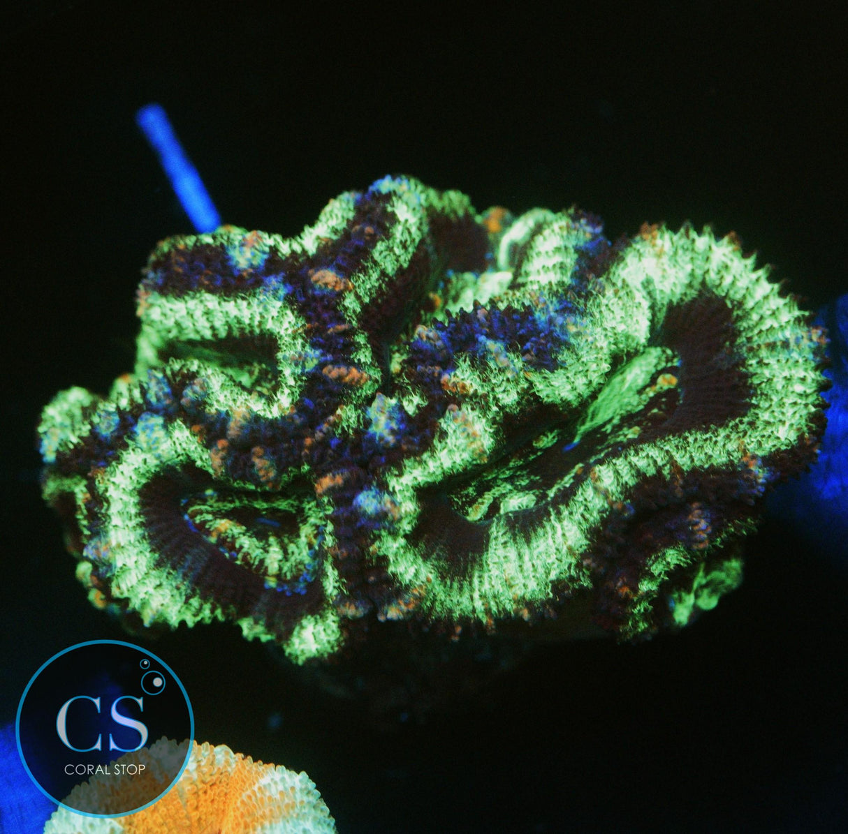 RADIOACTIVE DARK MATTER ACAN CHUNK