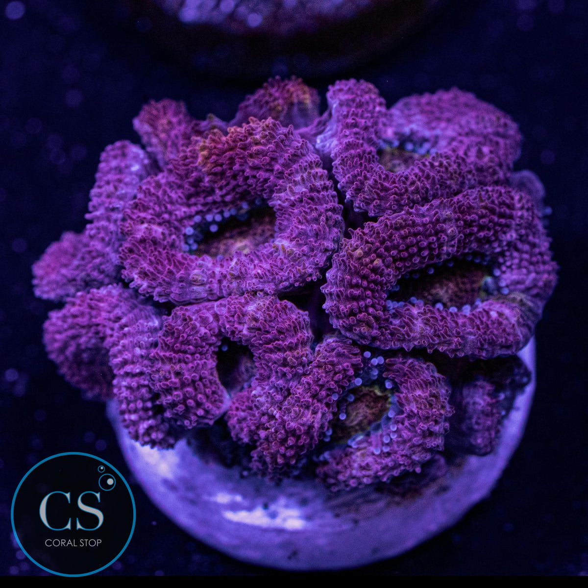Pink Micromussa