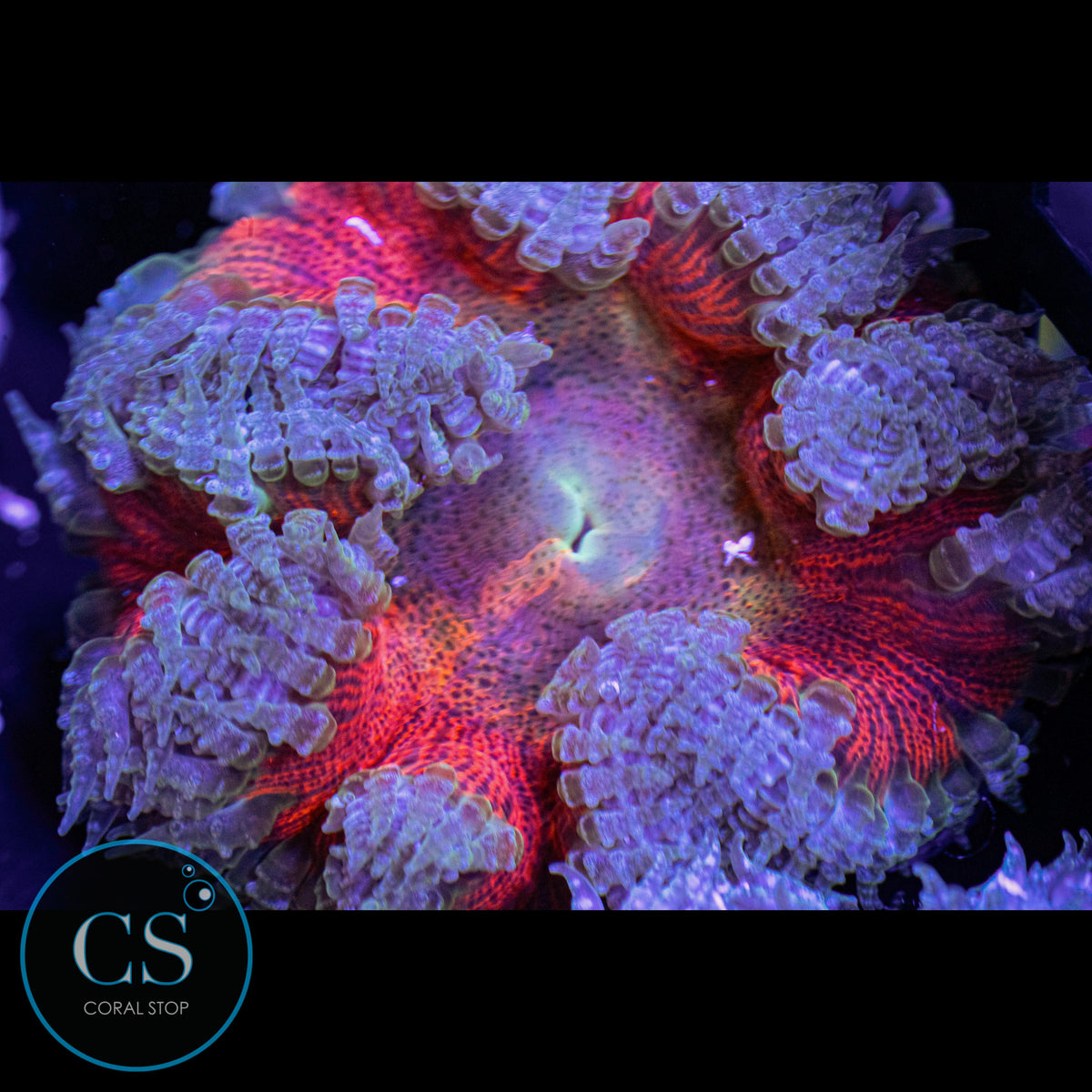 Fire Blaze Rock Flower Anemone