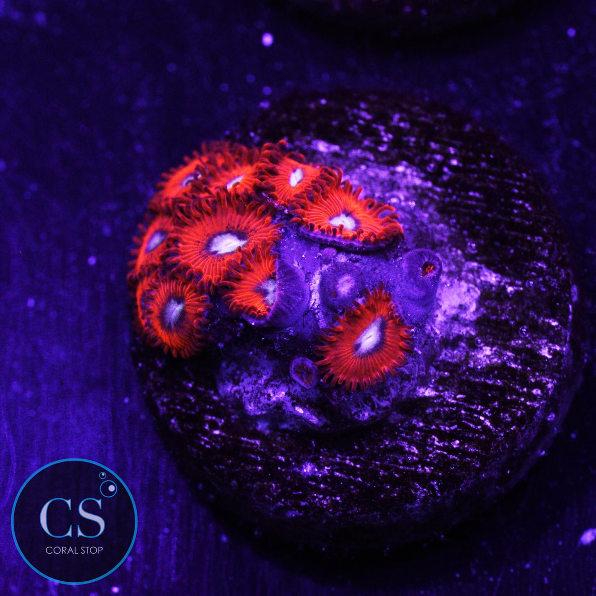 Charmander Zoa