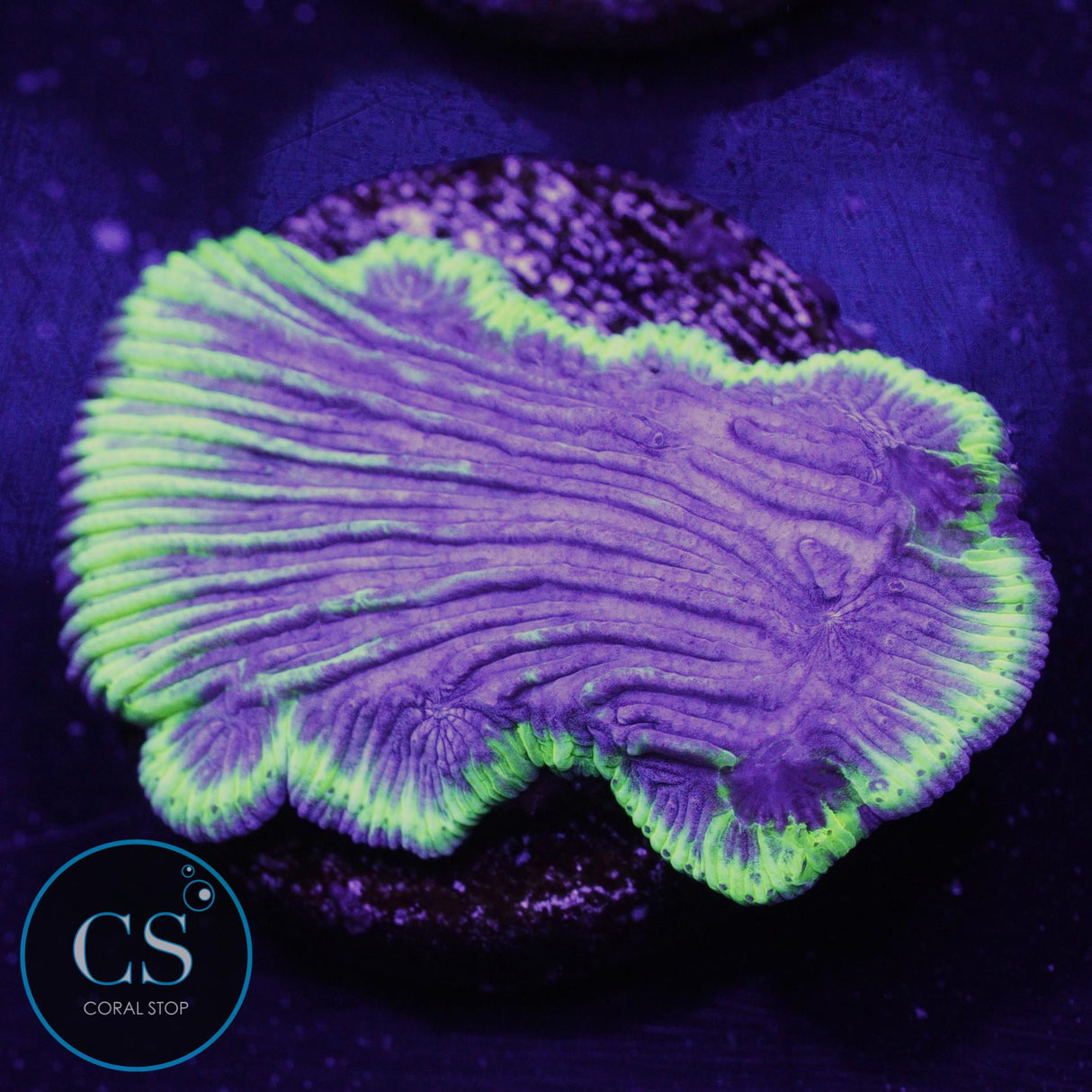 Lazer Grape Diaseris Plate