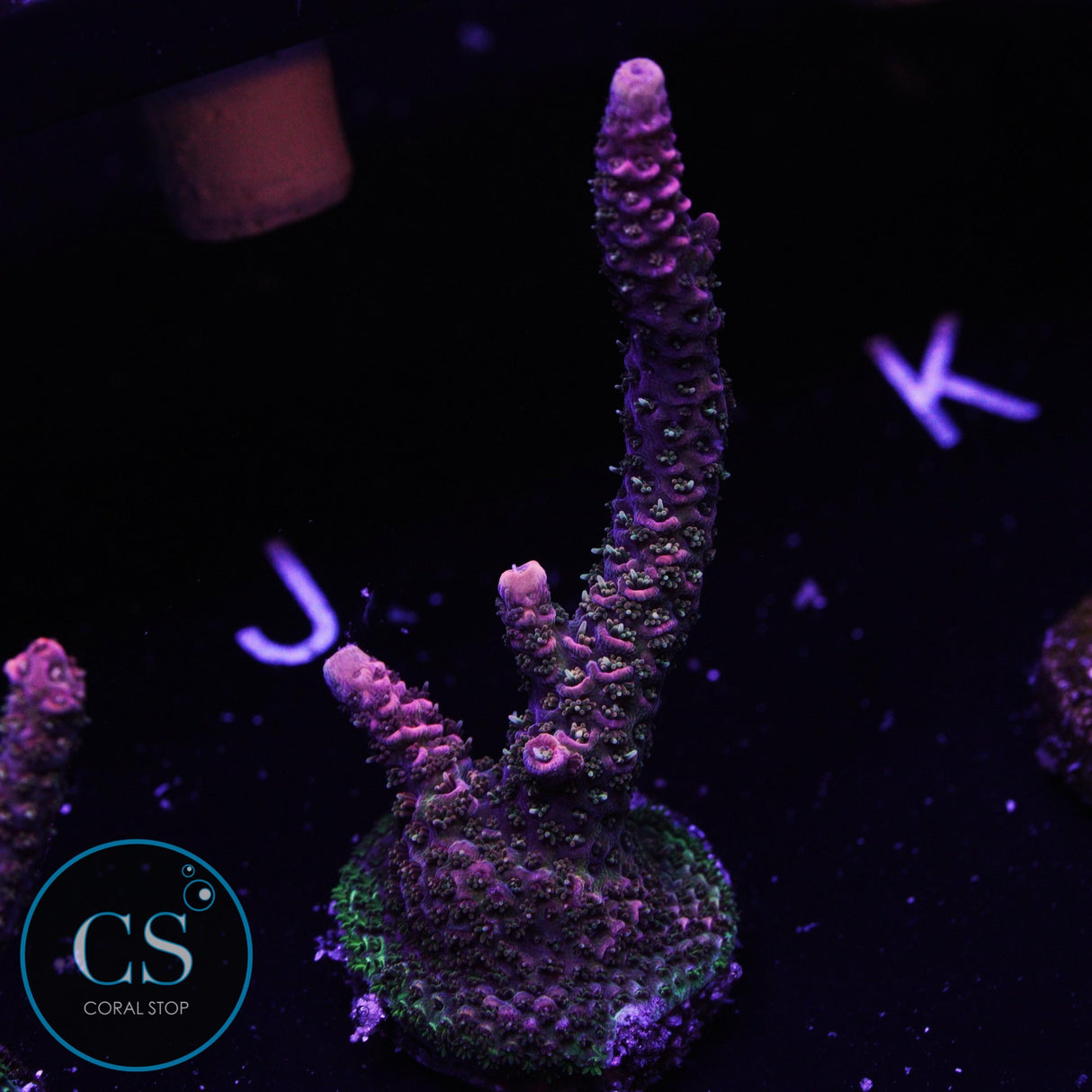 WWC Somewhere Over The Rainbow Milli