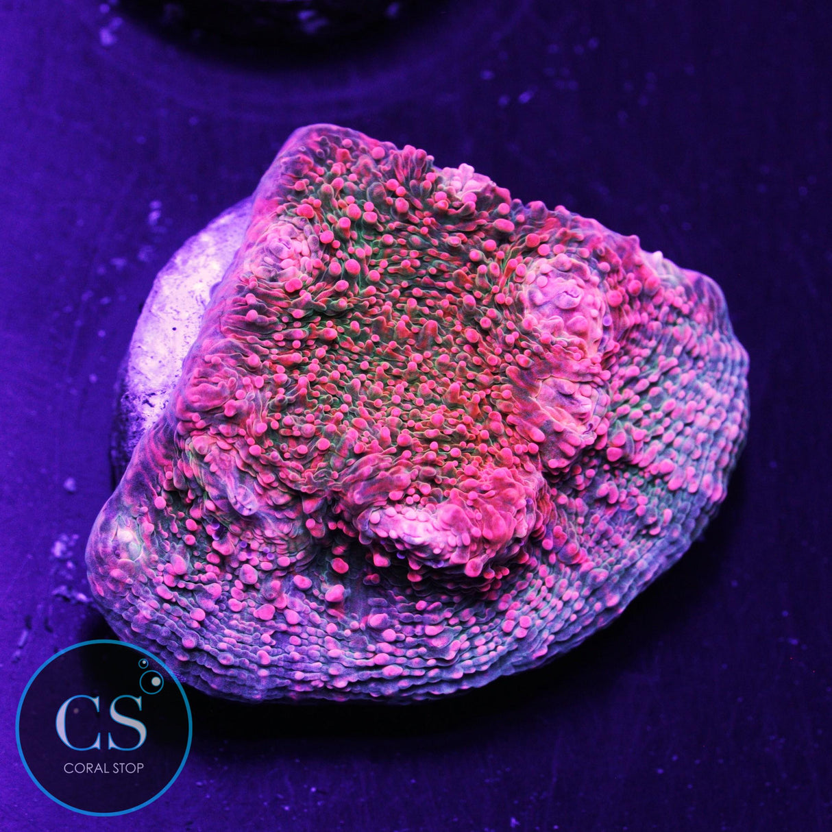 CS Pink Kryptonite Chalice