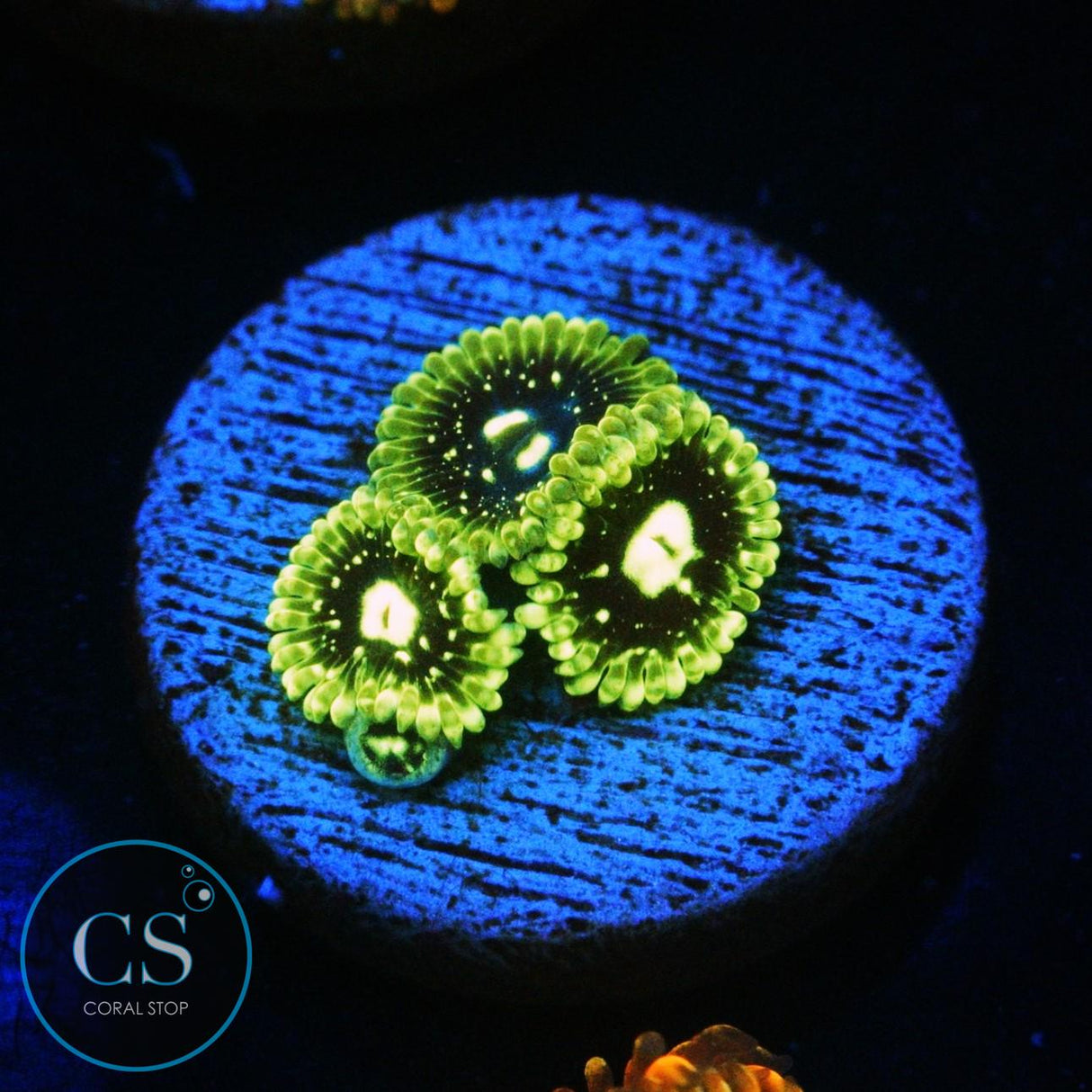 EXOSPHERE ZOA