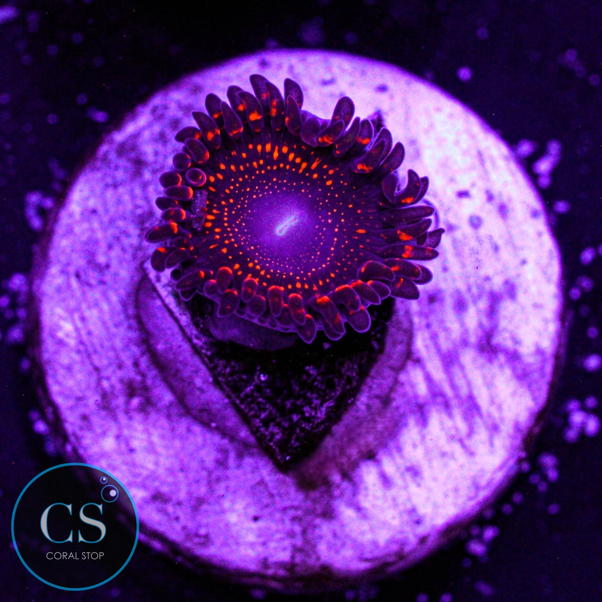 WWC Illuminati Zoa