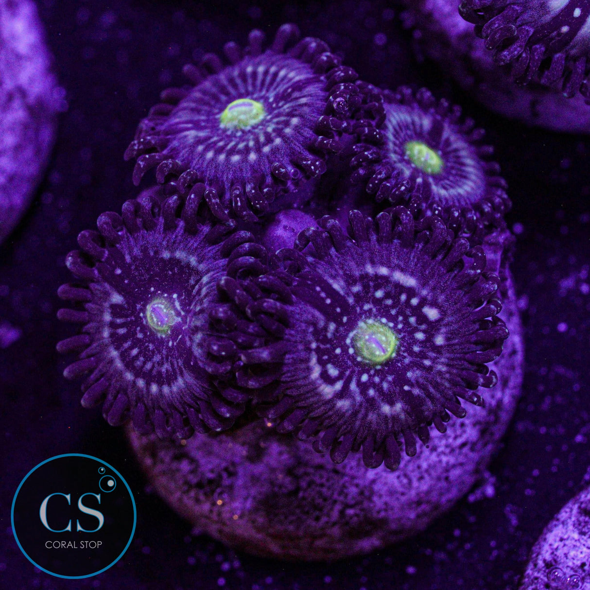 Blue Lagoon Zoa