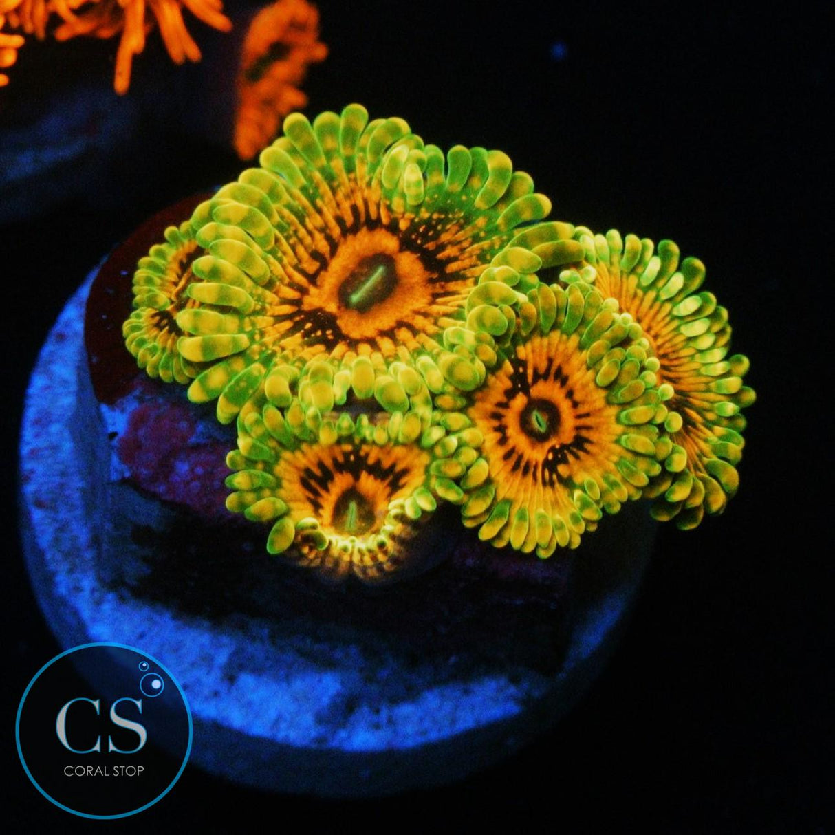 GRAND MASTER KRAKATOA GMK ZOA