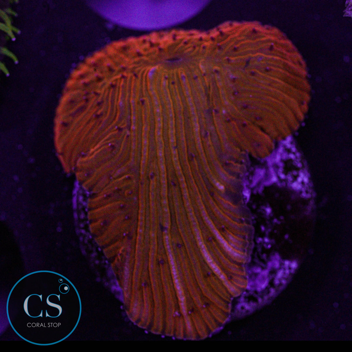 Citrus Diaseris Plate