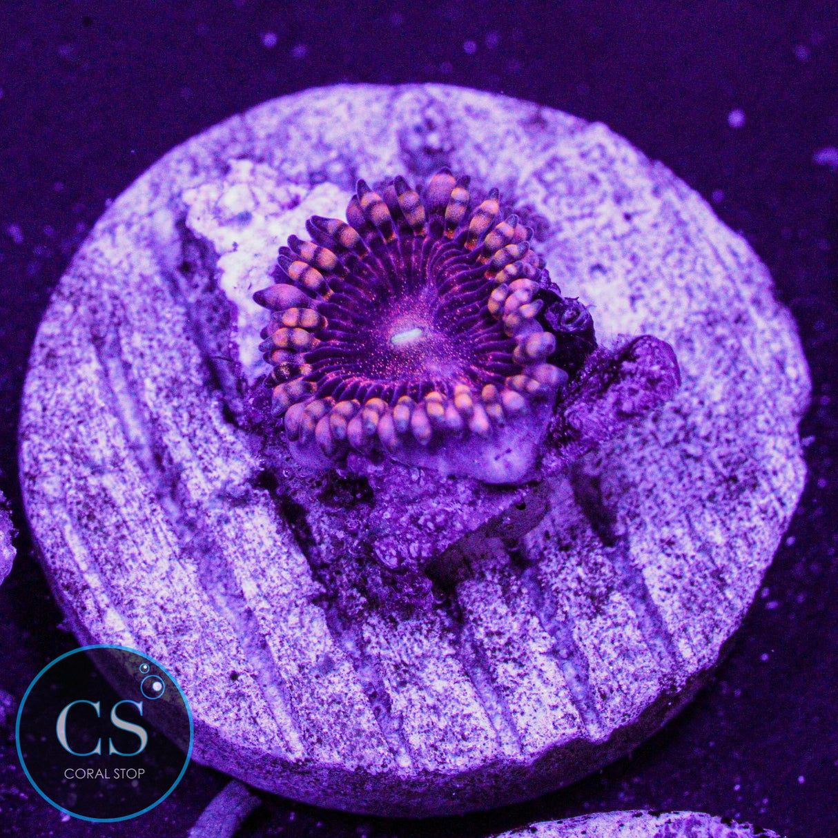 LC Andromeda Zoa