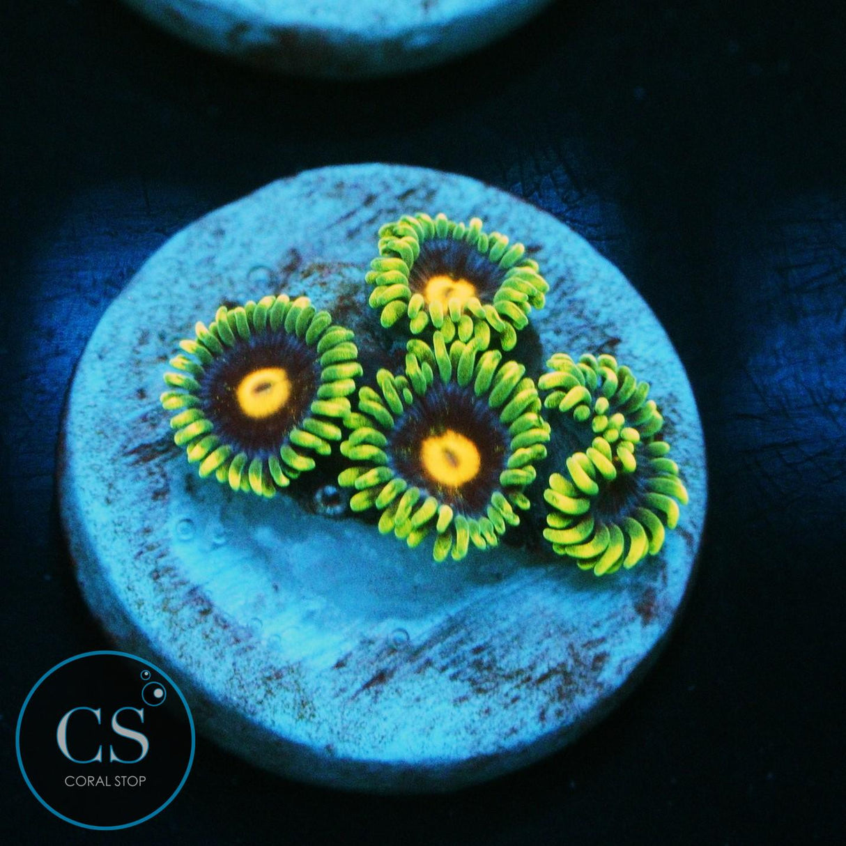 JF BIG BANG ZOA