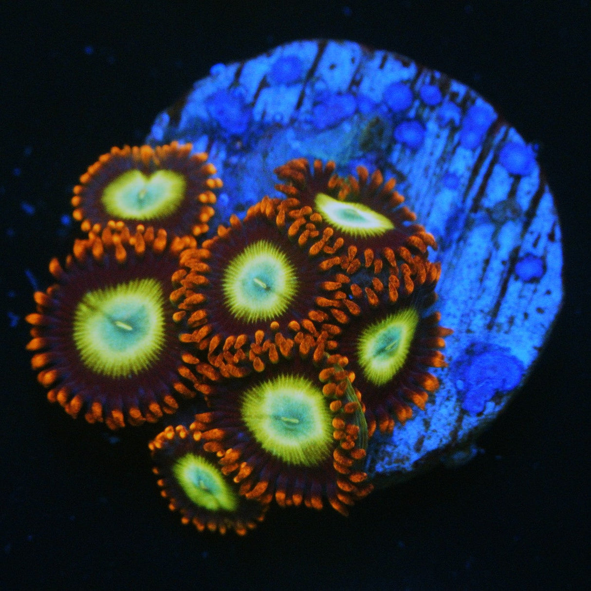 OG CIRCUS ZOA