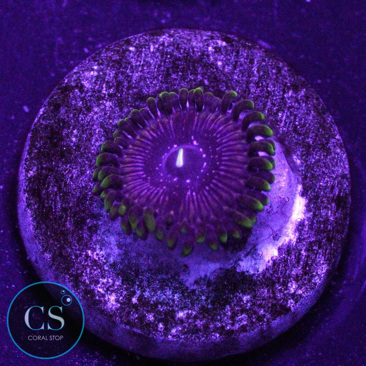 GB PRINCESS STRAT ZOA