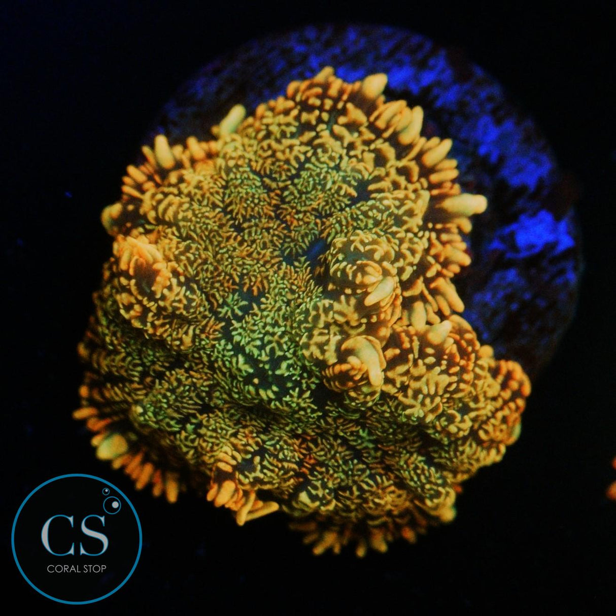 FLAME FIELD MUSHROOM