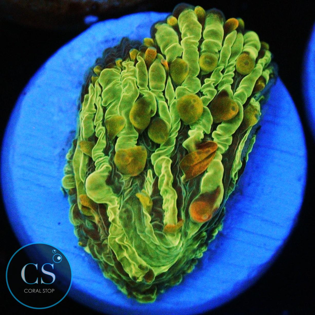 ORANGE TIP DIASERIS PLATE