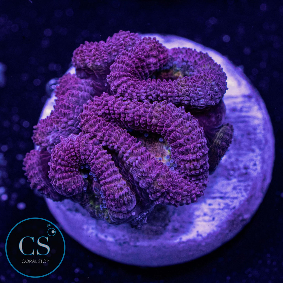 Pink Micromussa