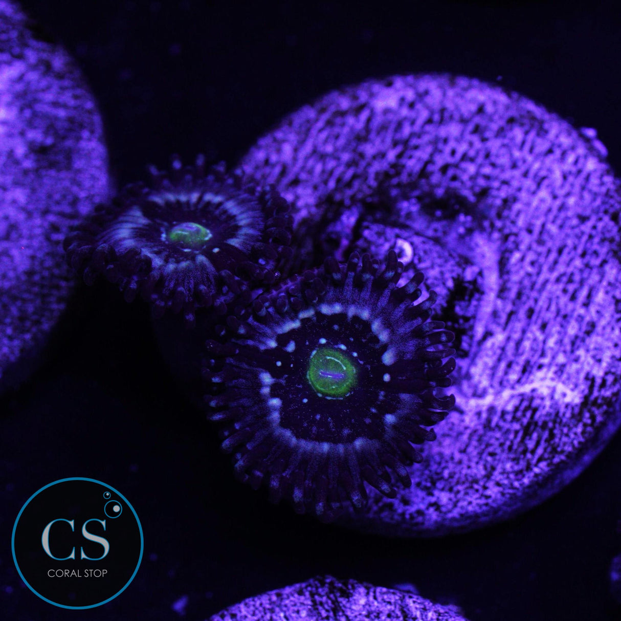 Blue Lagoon Zoa