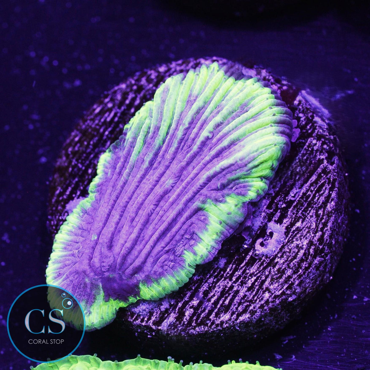 Lazer Grape Diaseris Plate