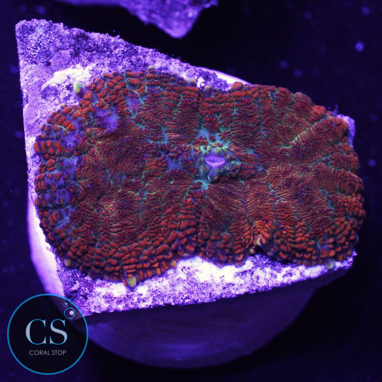 Super Fire And Ice Mushroom