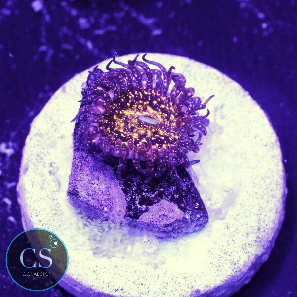 JF Frankie's Acid Trip Zoa