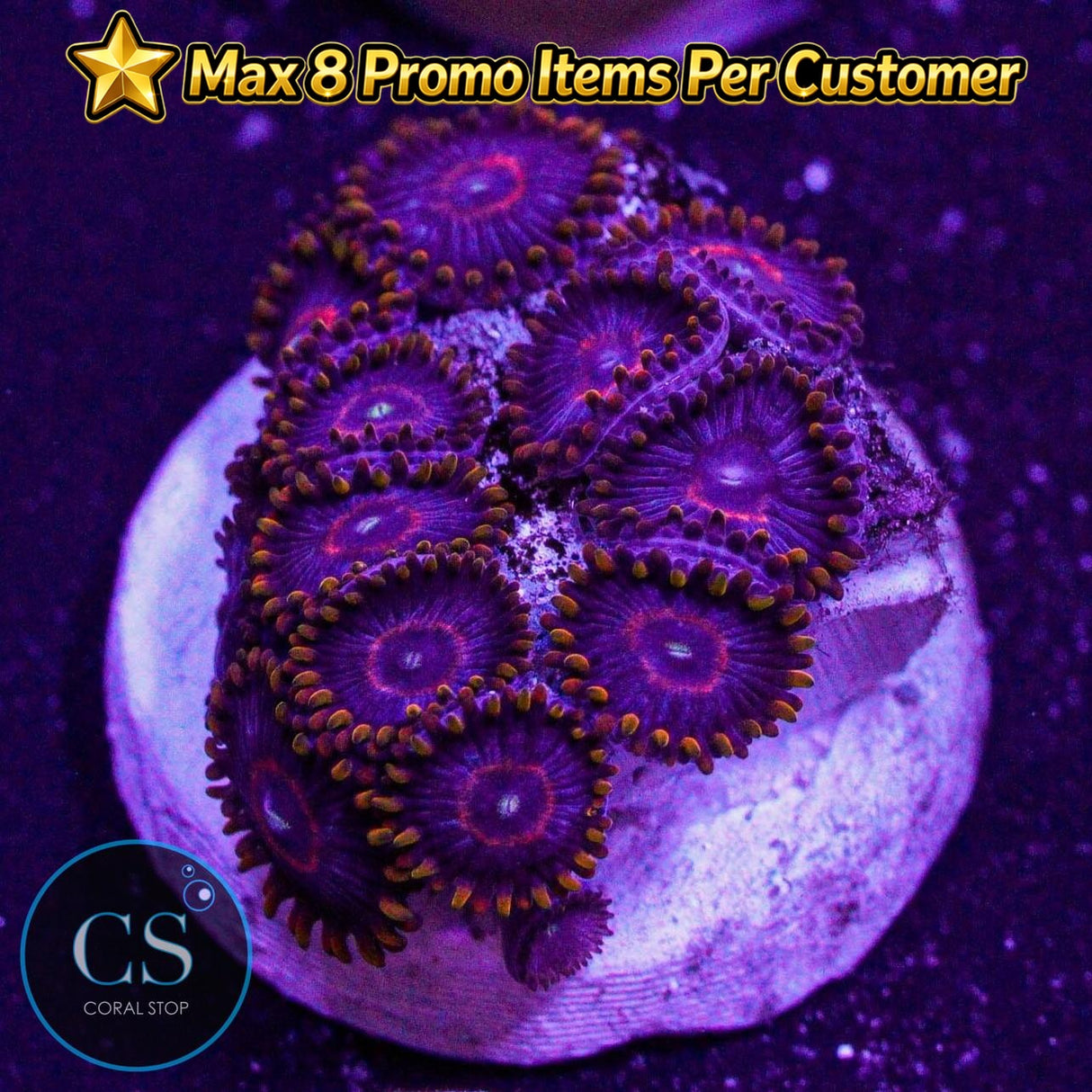 Red Hornet Zoa