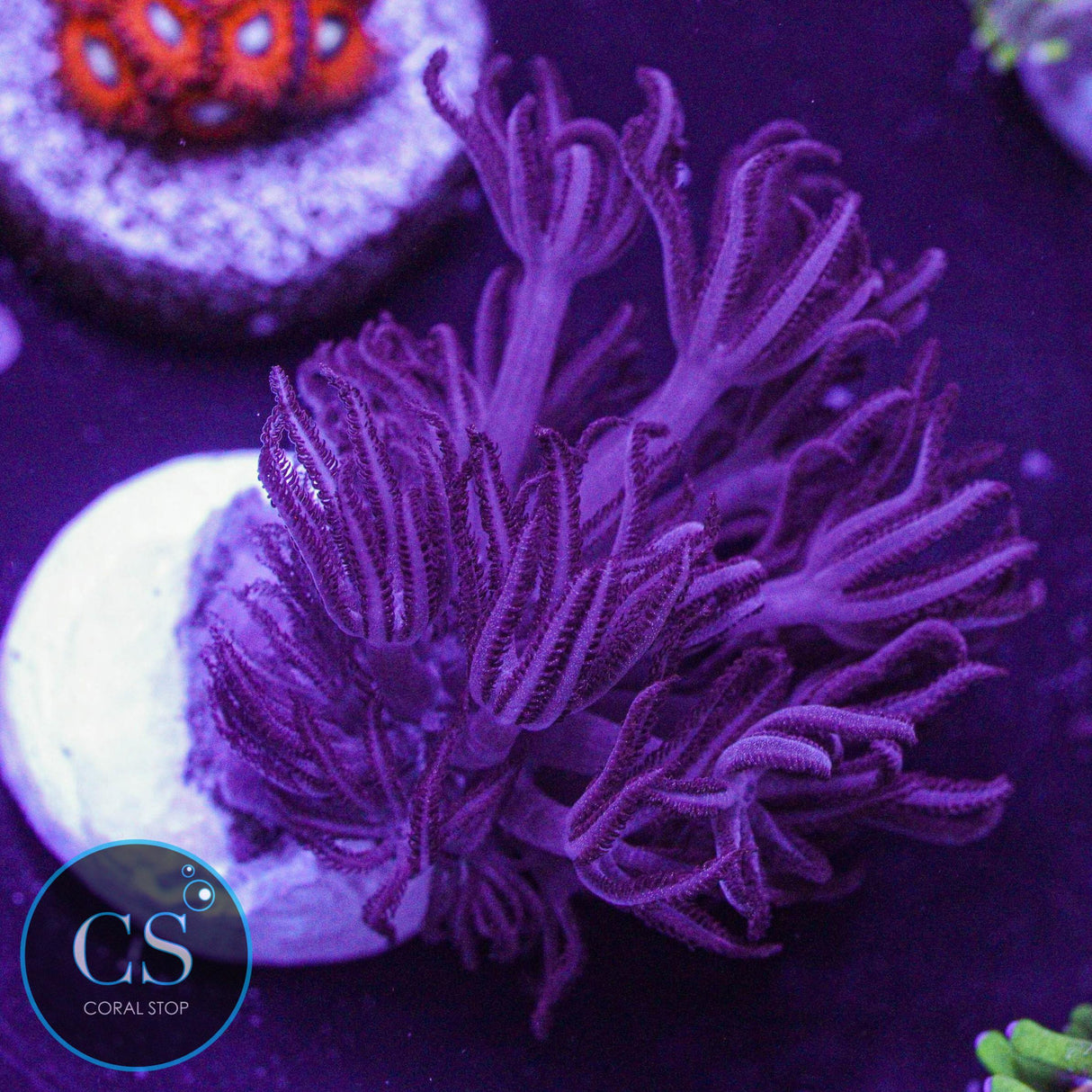 Rare Red Pulsing Xenia