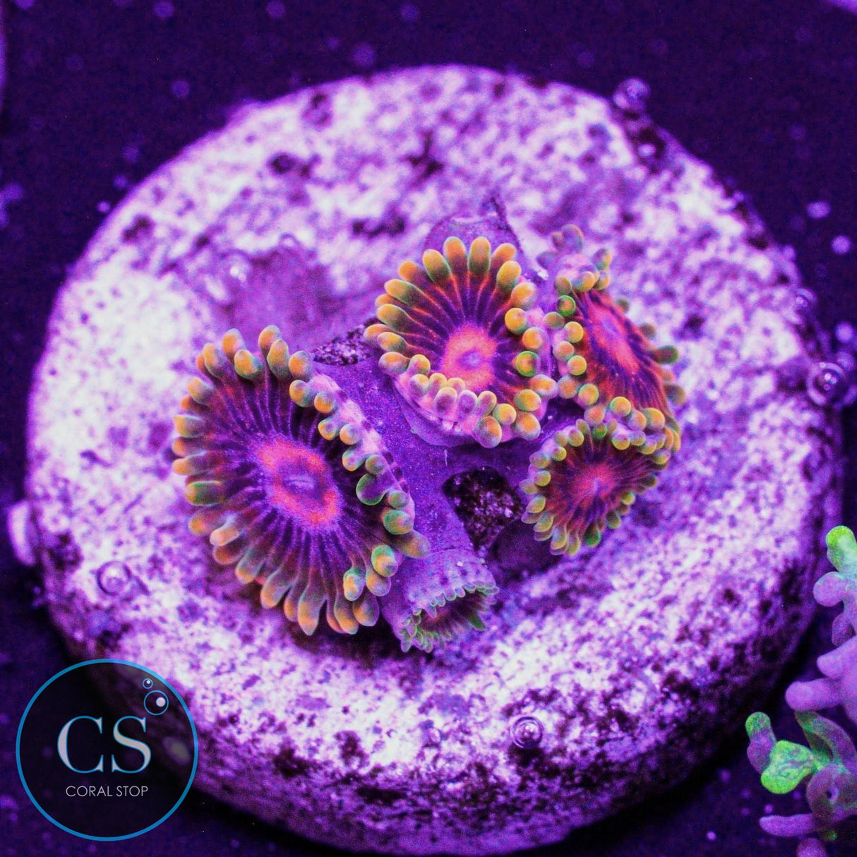 Jedi Mind Trick Zoa