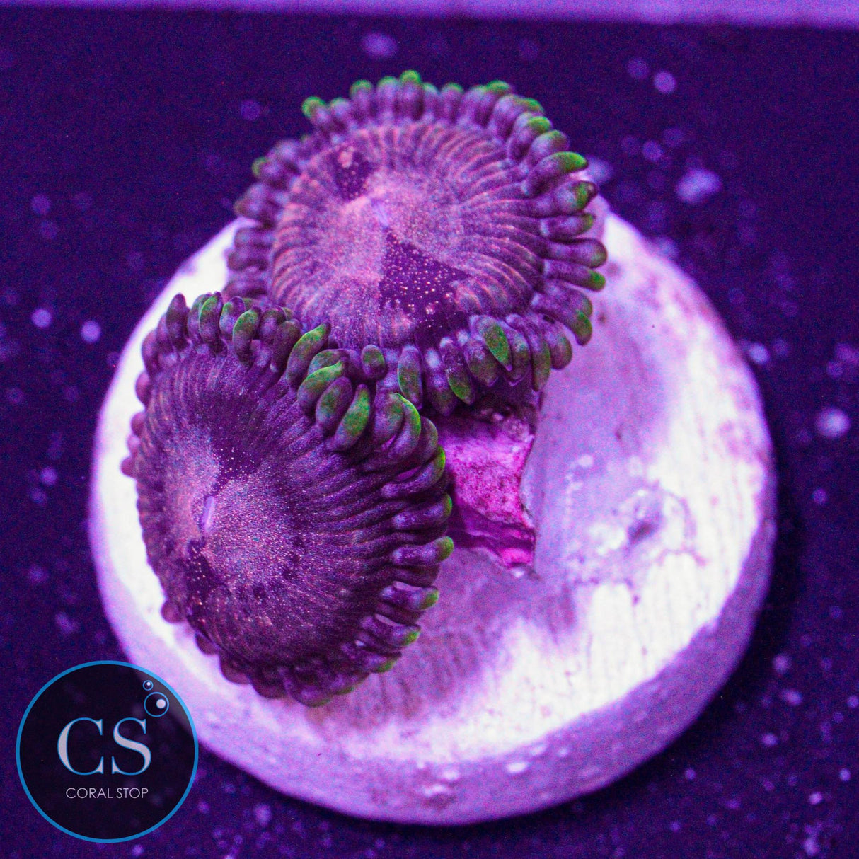 LC Space Haze Zoa