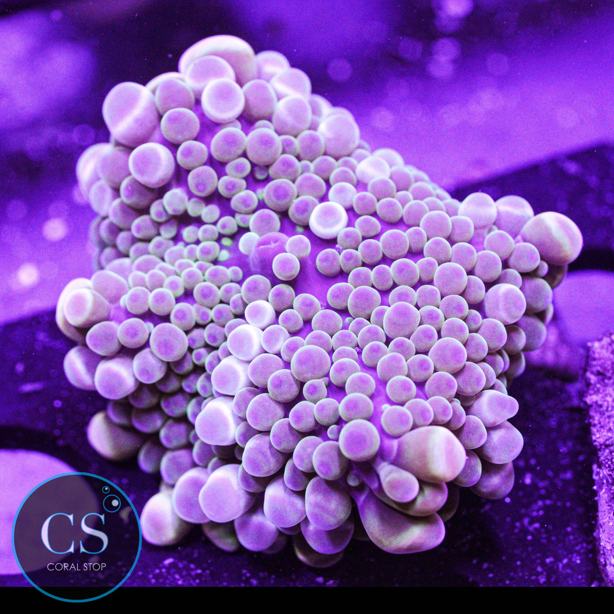 Bubbliscious Bouncy Yuma Mushroom