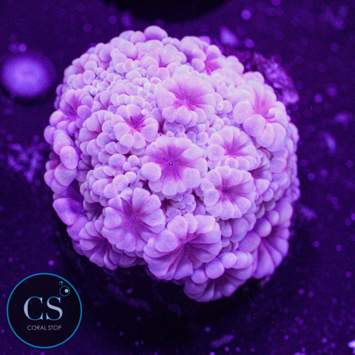 Purple Passion Alveopora