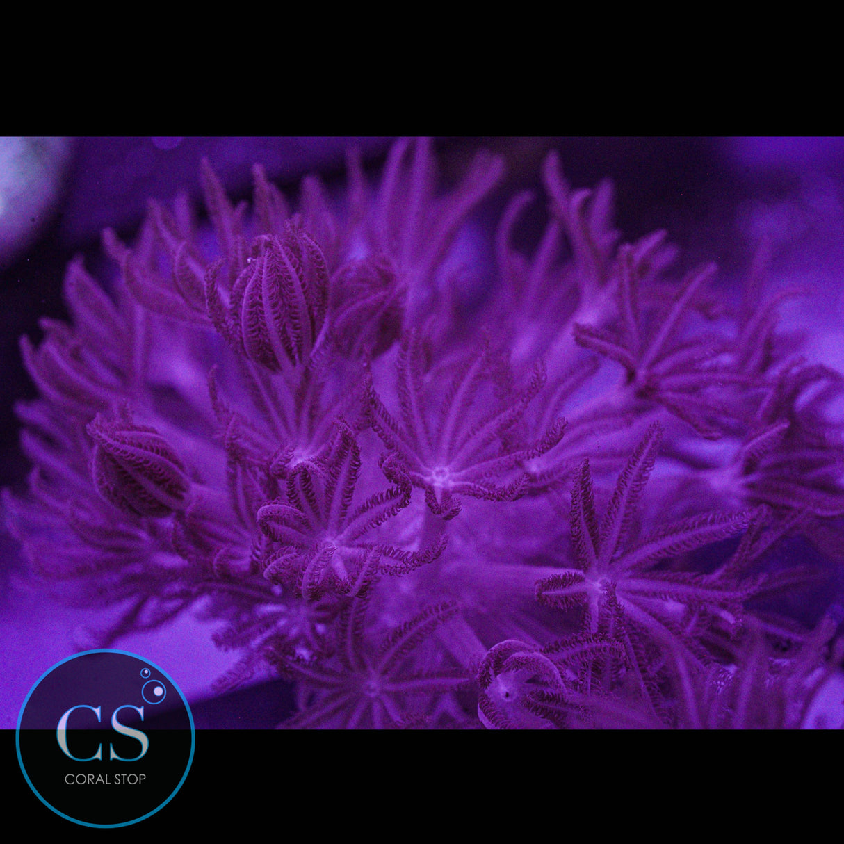 Rare Red Pulsing Xenia