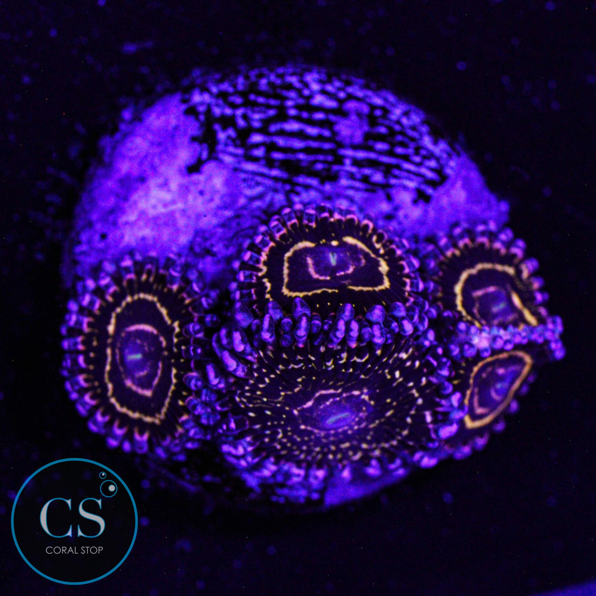 Stratosphere Zoa
