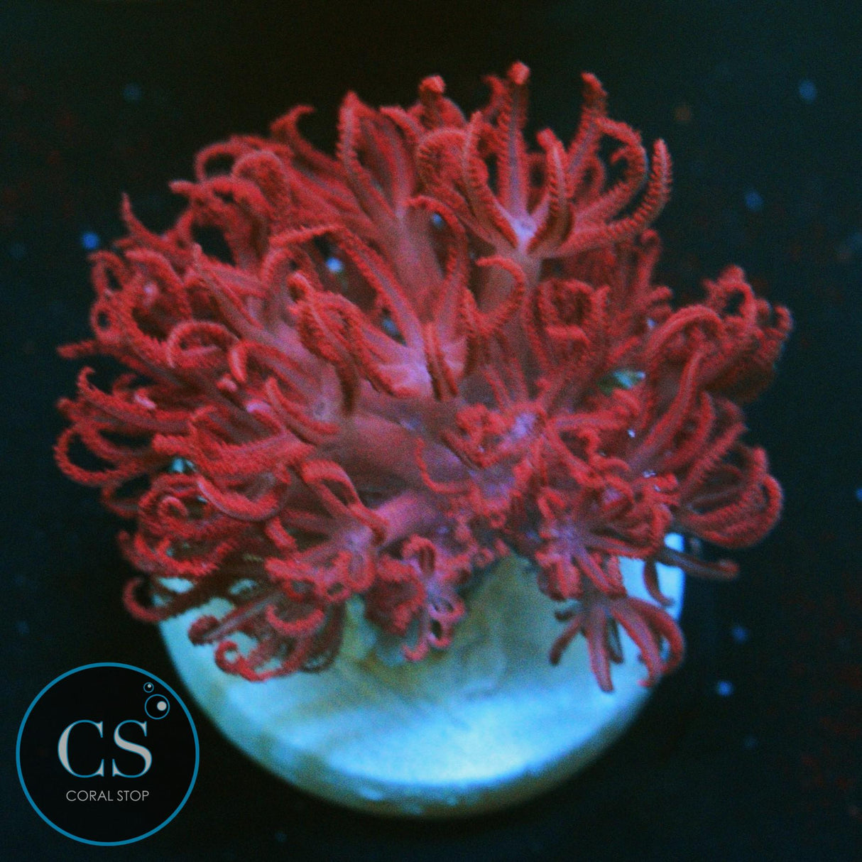 RARE RED PULSING XENIA