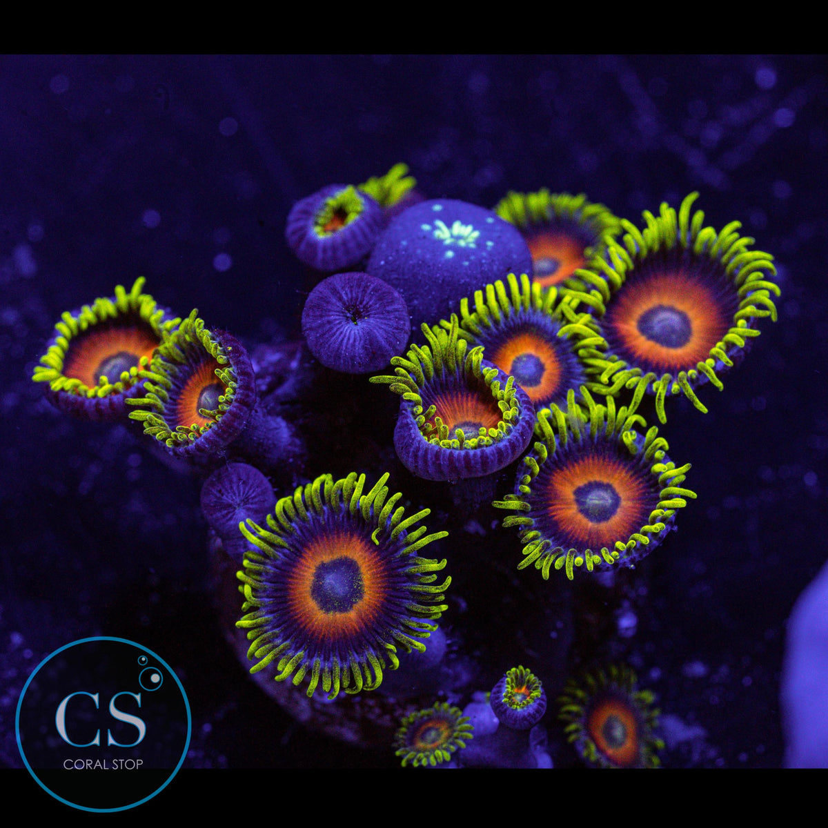 Lazy Lashes Combo Zoa