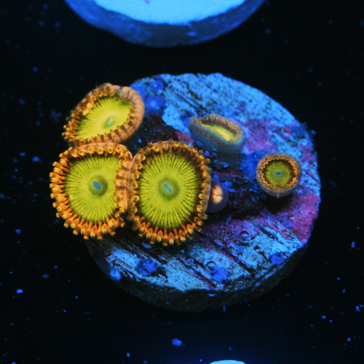 CANDY APPLE PINK ZOA