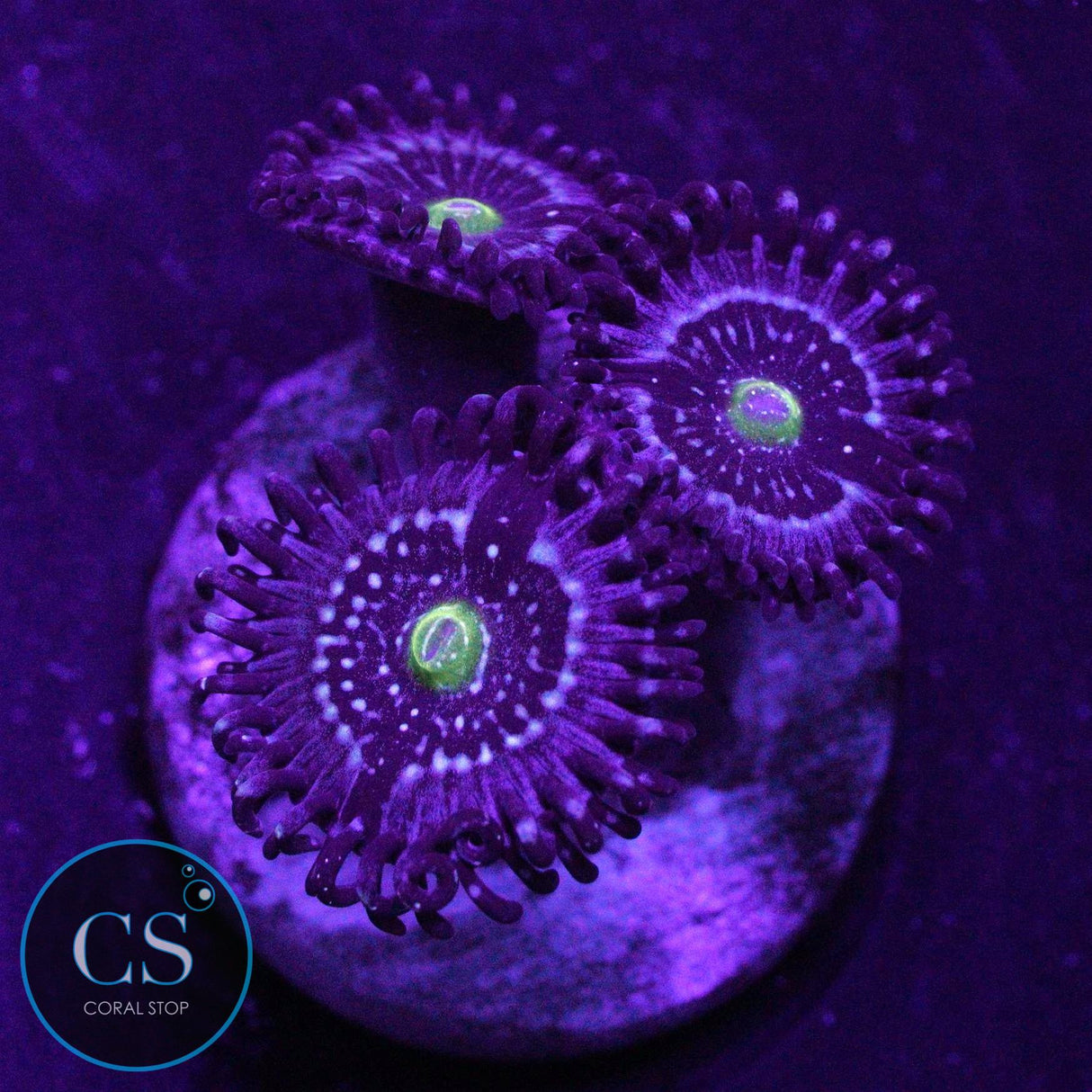 BLUE LAGOON ZOA