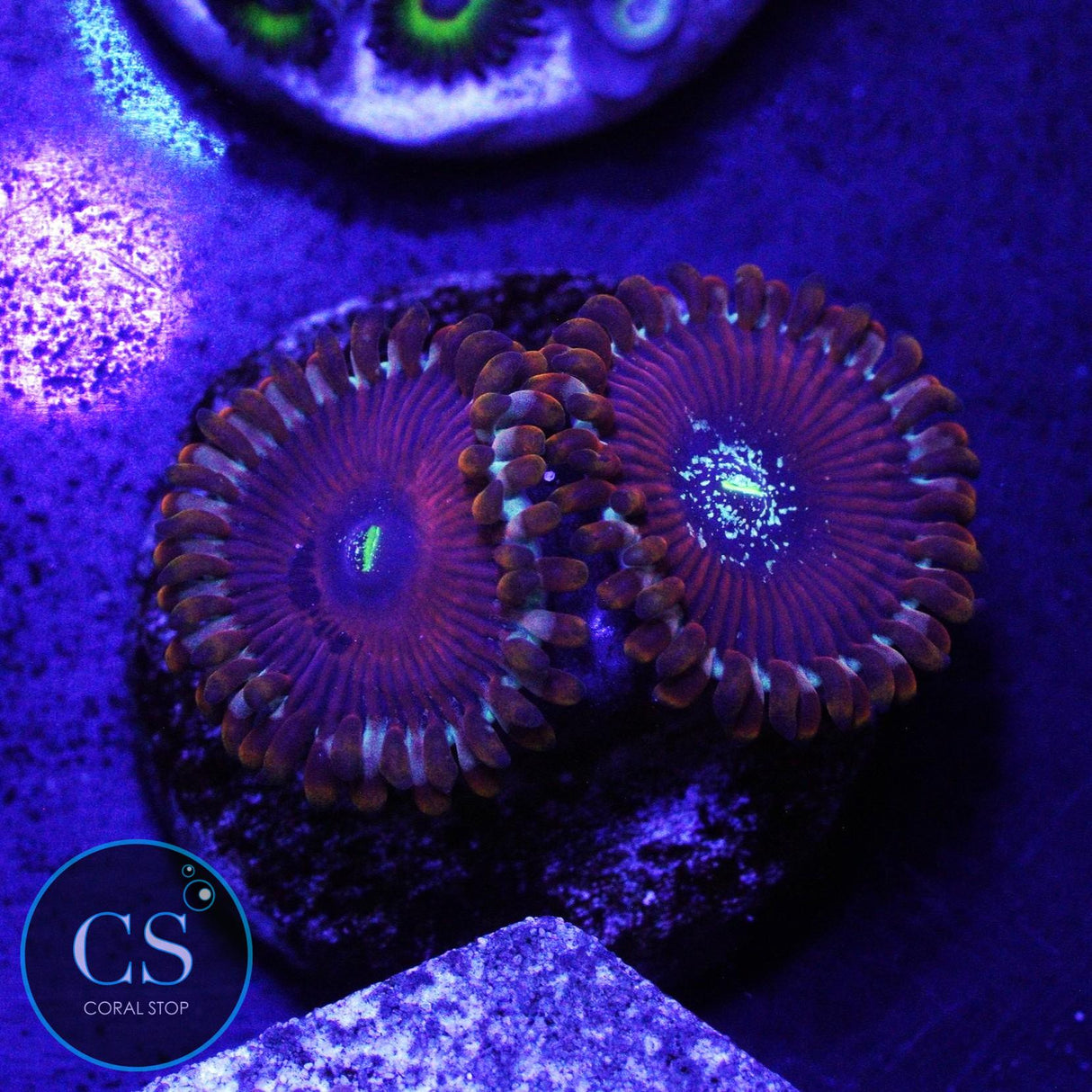 ULTRA MAGICIAN ZOA