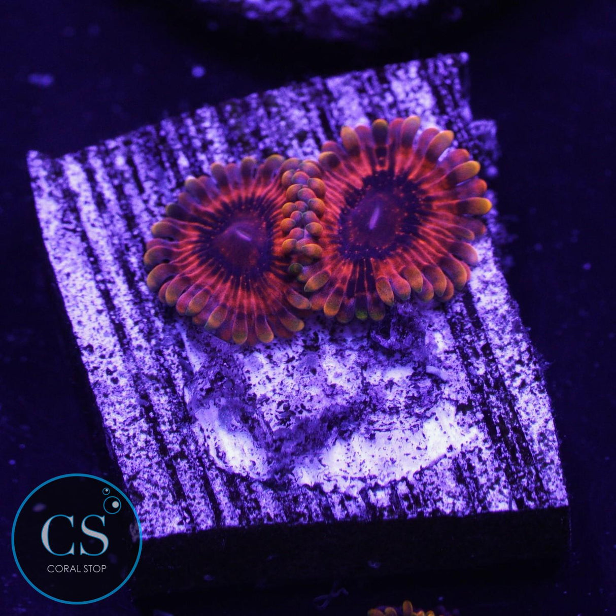 Burning Embers Zoa