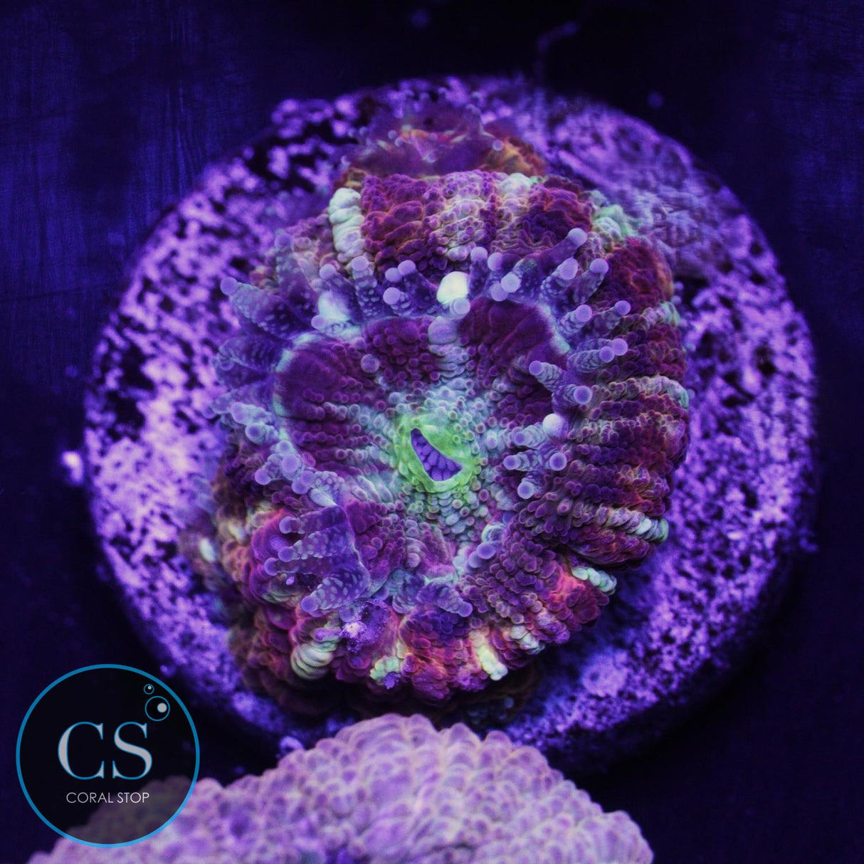 CS New Release Molten Stardust Asian Acan
