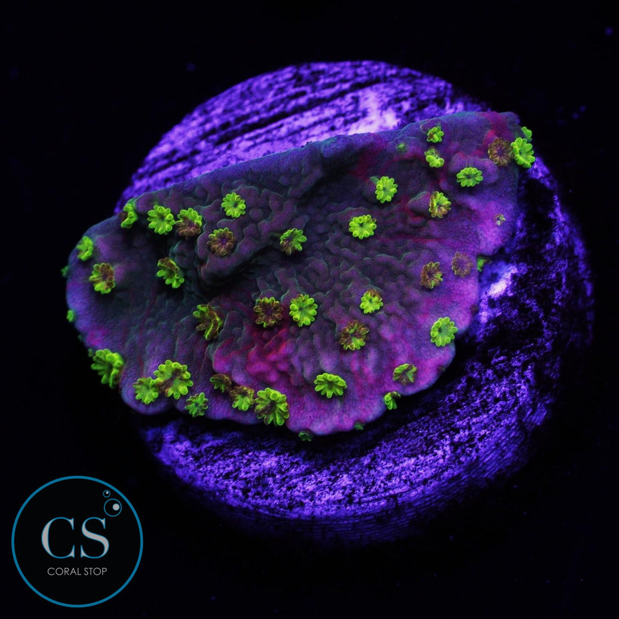 WWC Sunfire Grafted Montipora