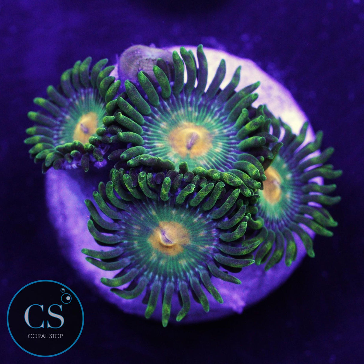 Green Bay Packers Zoa