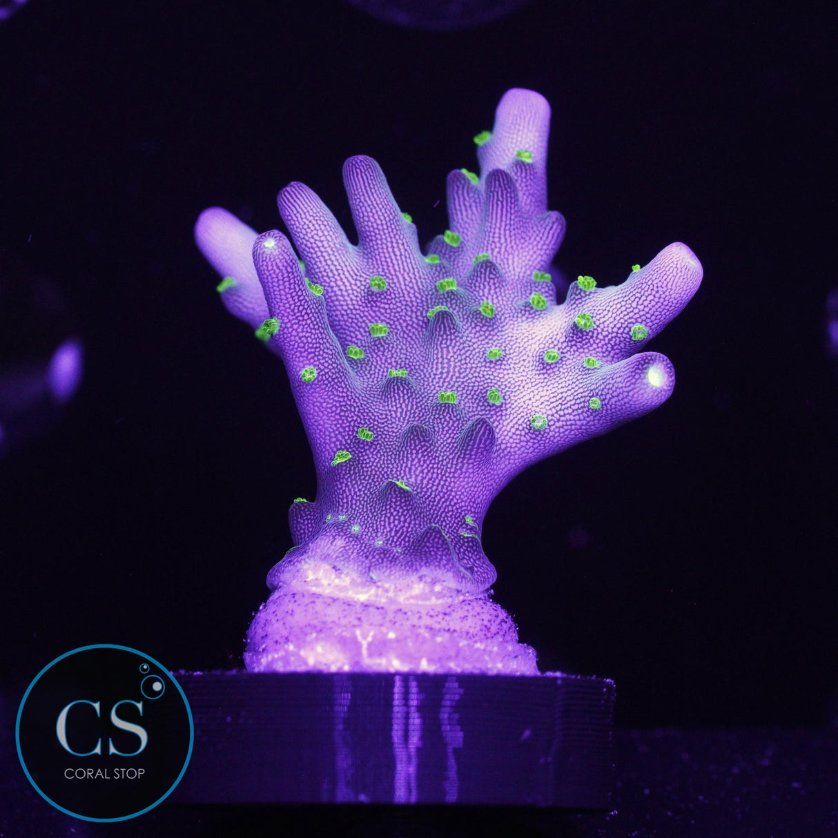 SBB Light Saber Acro