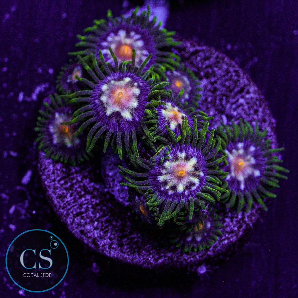 JF Stargazers Zoa