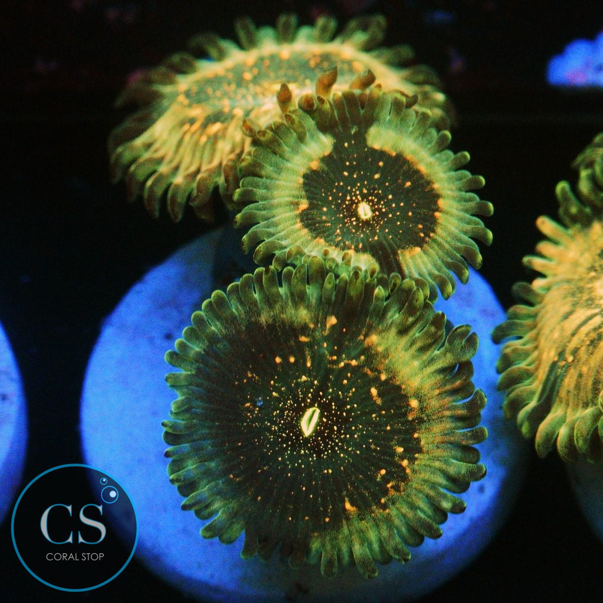 SPECKLED DING DANG MORPH ZOA