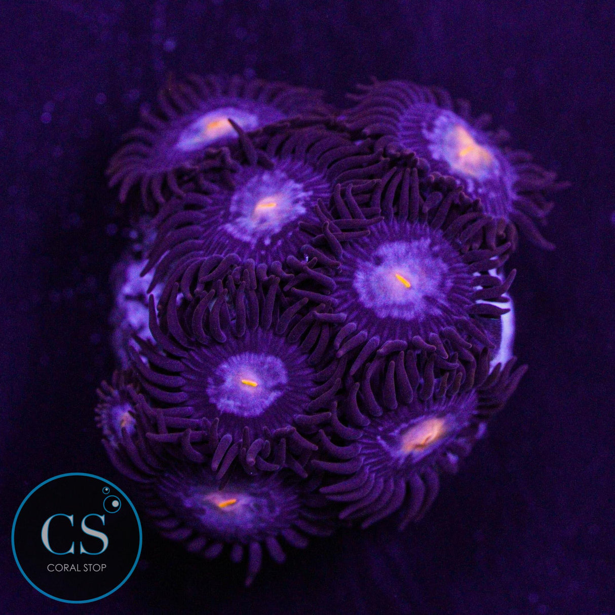 JPS Mystique Zoa
