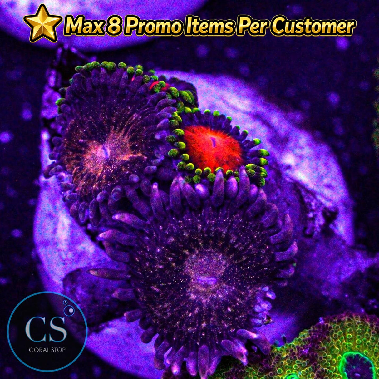 Combo Zoa