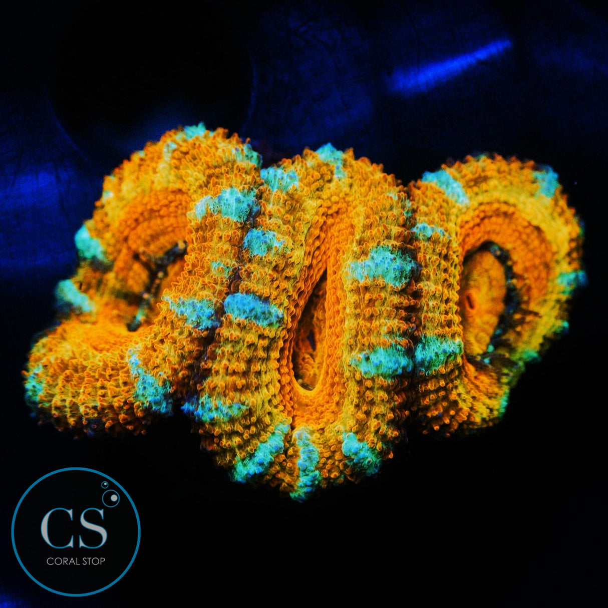 RAINBOW ACAN