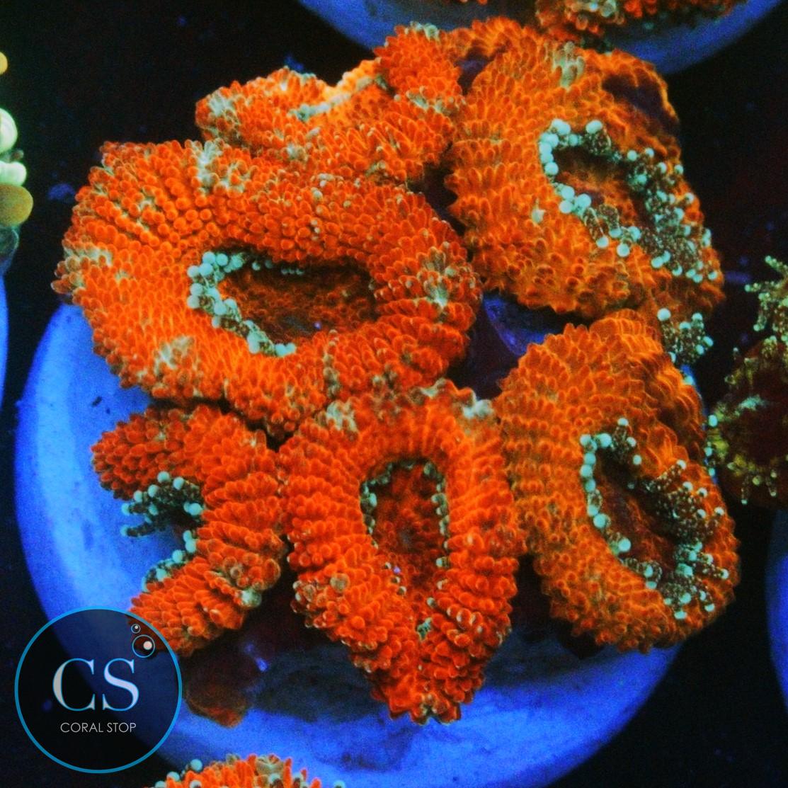 PEPPERMINT MICROMUSSA