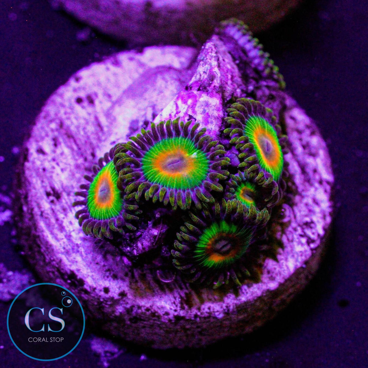 Rasta Zoa