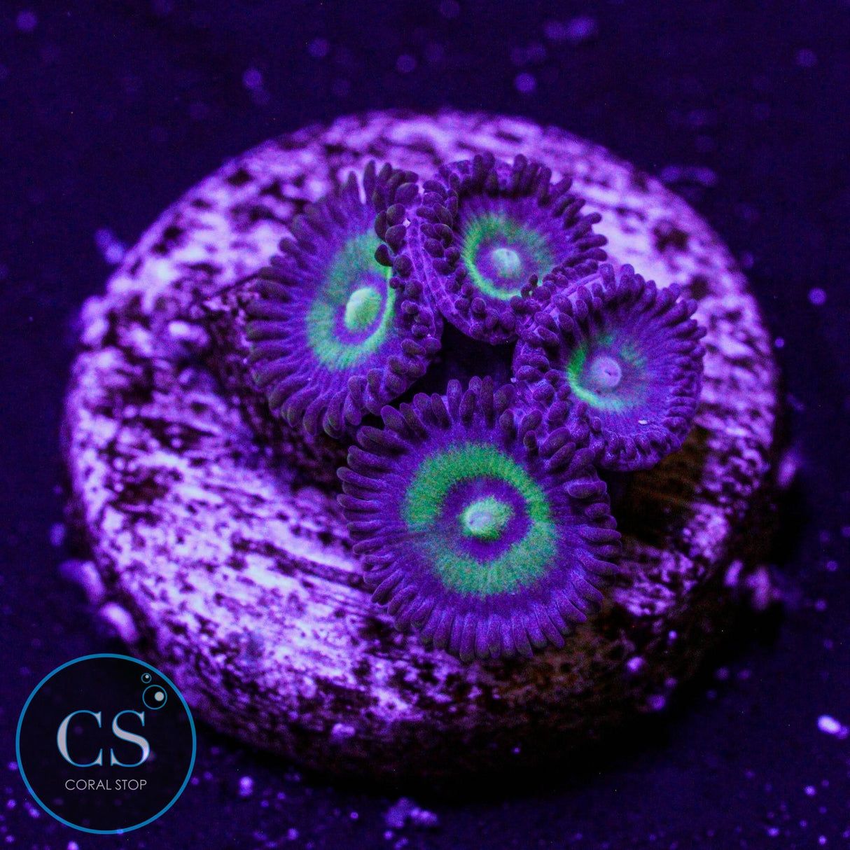 UC Outkast Zoa