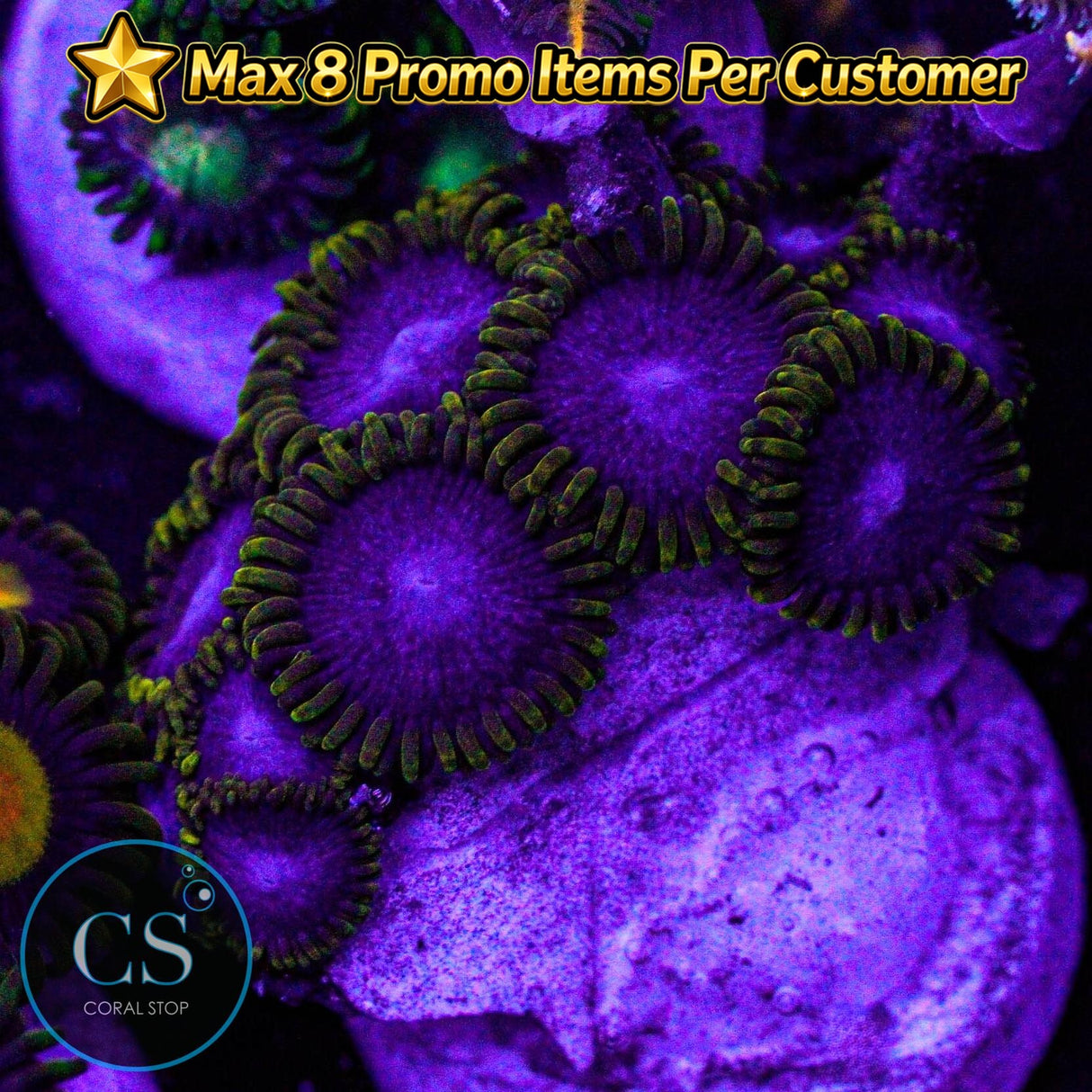Blue Phoenix Zoa